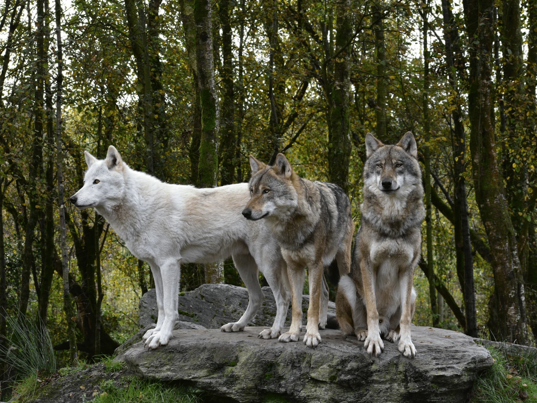 Redcastle Hotel exterior
